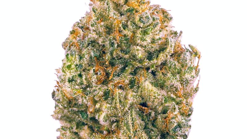 Weed price Prague. 
                    Dela Haze Marijuana Strain