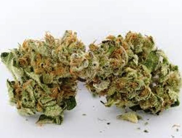 Weed price Prague. 
                    Dank Commander Marijuana Strain