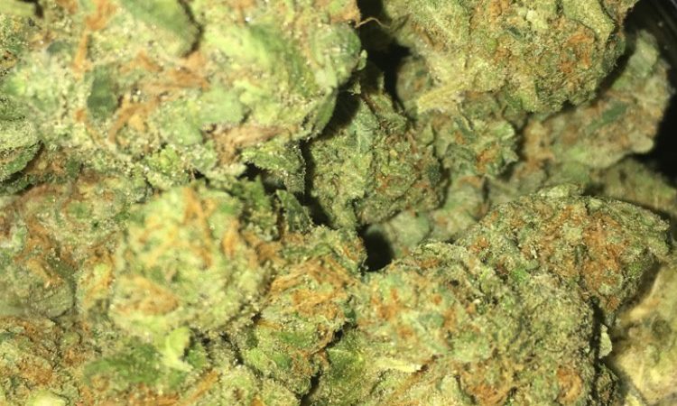 Weed price Prague. 
                    Blue Fire Marijuana Strain