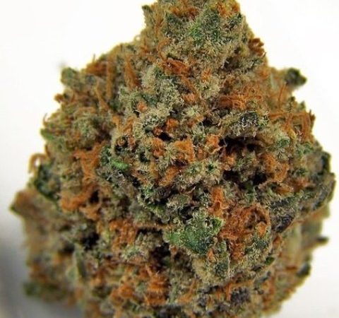 Weed price Prague. 
                    Panda OG Marijuana Strain