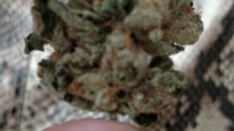 Weed price Prague. 
                    Pure Gold Marijuana Strain