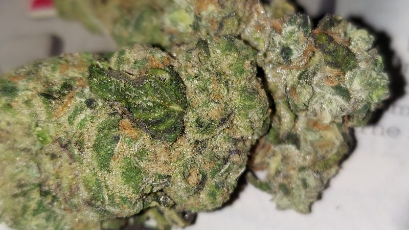 Weed price Prague. 
                    Sunshine Daydream Marijuana Strain