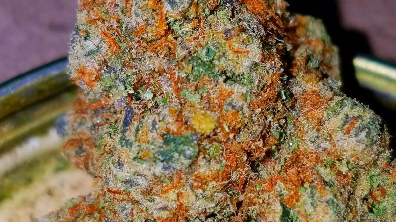 Weed price Prague. 
                    Locktite Marijuana Strain