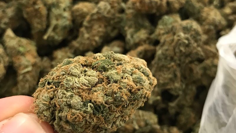 Weed price Prague. 
                    Drizella Marijuana Strain