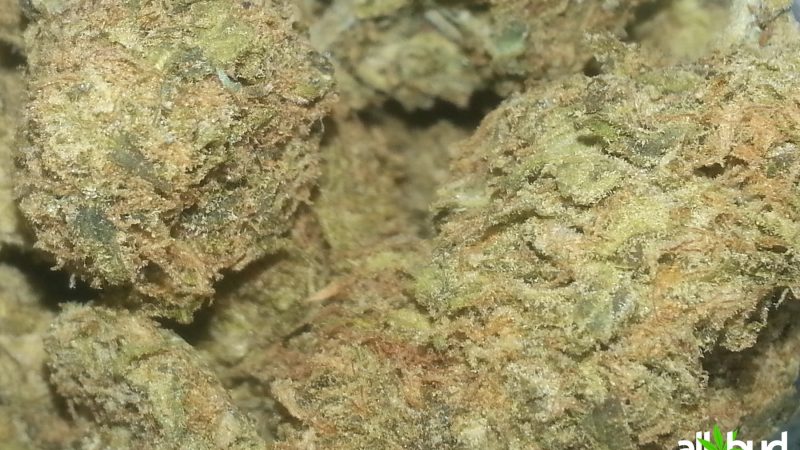 Weed price Prague. 
                    Willie Nelson Marijuana Strain