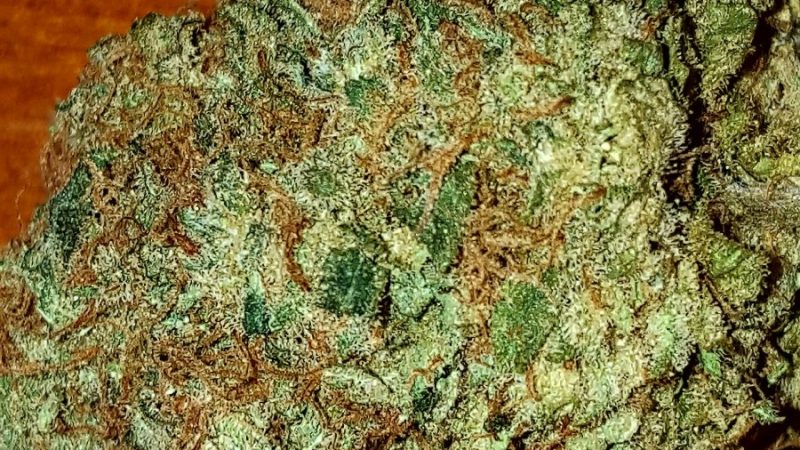Weed price Prague. 
                    William’s Wonder Marijuana Strain