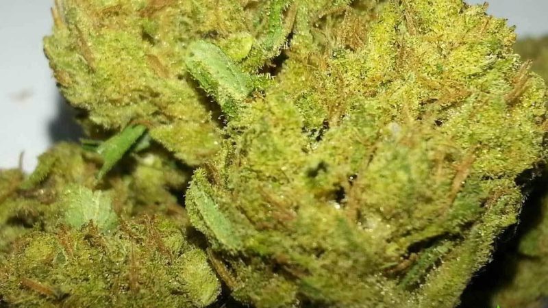 Weed price Prague. 
                    G-13 Marijuana Strain