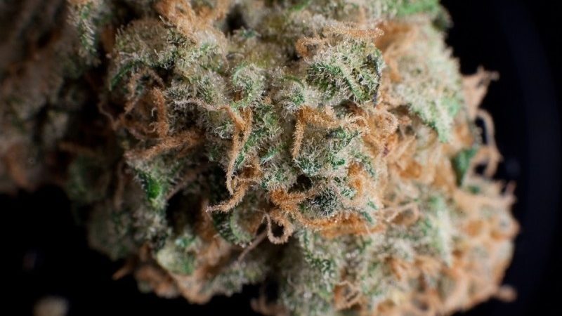 Weed price Prague. 
                    Headcheese OG Marijuana Strain