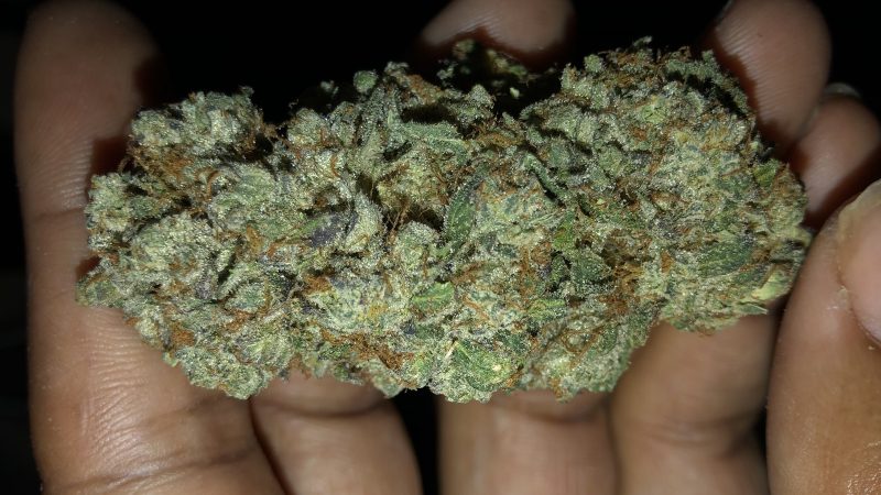 Weed price Prague. 
                    Creme Brulee Marijuana Strain