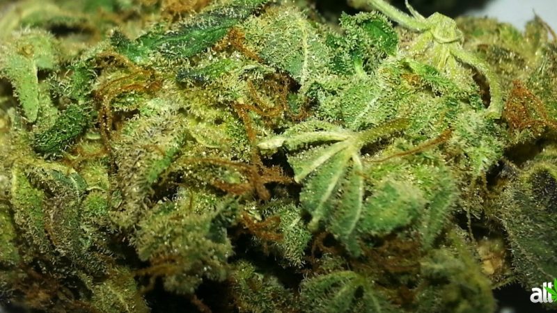 Weed price Prague. 
                    Chiesel Marijuana Strain