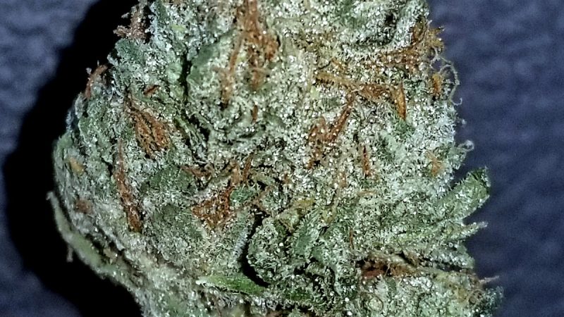 Weed price Prague. 
                    UW Purple Marijuana Strain