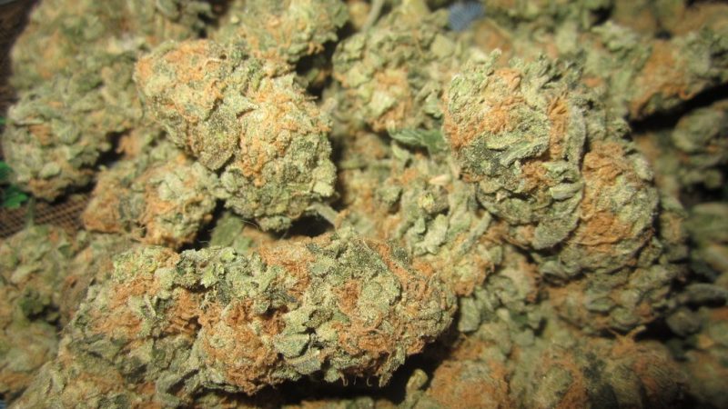 Weed price Prague. 
                    8 Ball Kush Marijuana Strain