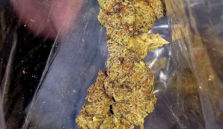 Weed price Prague. 
                    Galactic Glue Marijuana Strain