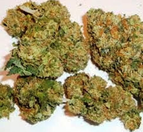 Weed price Prague. 
                    Rocky Mountain Blueberry Marijuana Strain