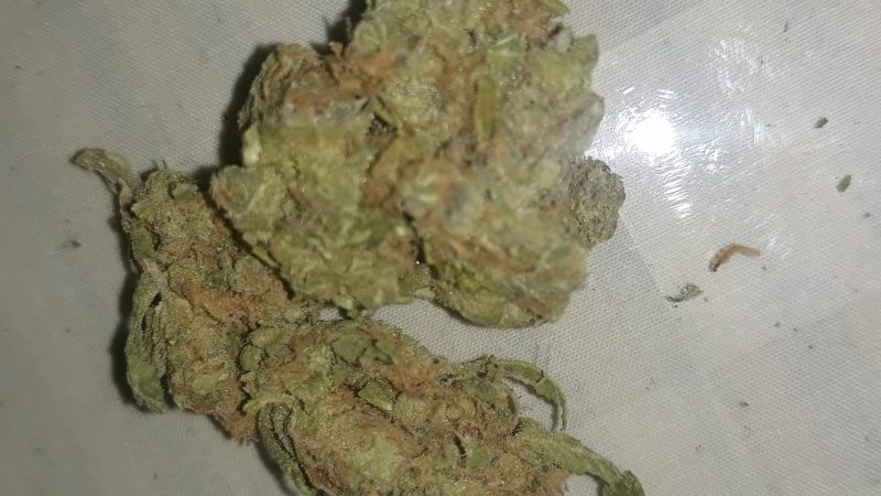Weed price Prague. 
                    Hashplant Haze Marijuana Strain