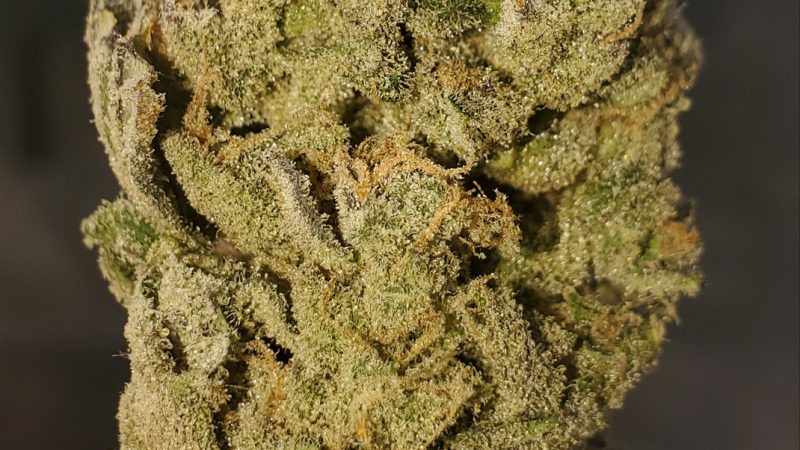 Weed price Prague. 
                    Bay Dream Marijuana Strain