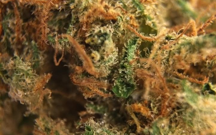 Weed price Prague. 
                    Nordle Marijuana Strain