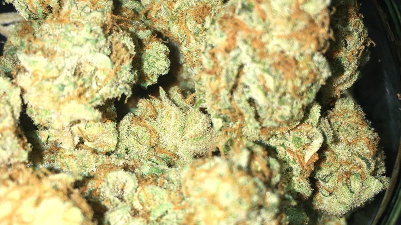 Weed price Prague. 
                    Slymer Marijuana Strain