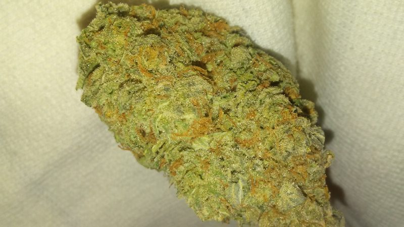 Weed price Prague. 
                    Shark Bite Marijuana Strain