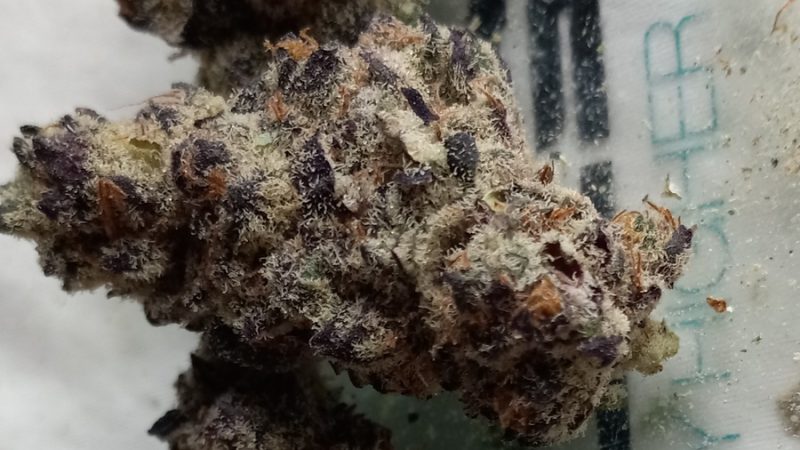 Weed price Prague. 
                    Space Runtz Marijuana Strain