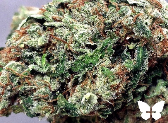 Weed price Prague. 
                    Willy Wonka Marijuana Strain