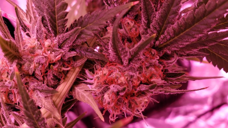 Weed price Prague. 
                    Golden Nugget Marijuana Strain