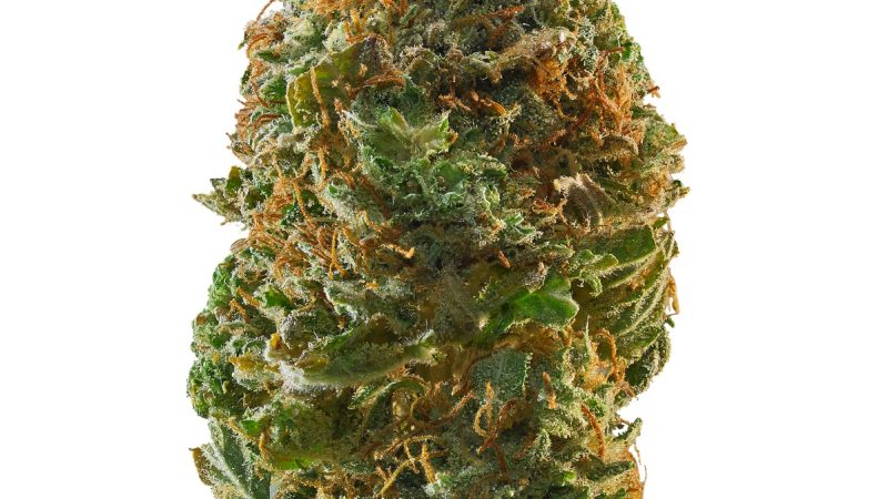 Weed price Prague. 
                    Sensi Star Dawg Marijuana Strain