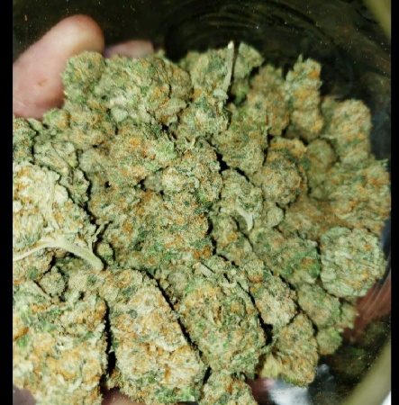 Weed price Prague. 
                    Purple Barney Rockstar Marijuana Strain