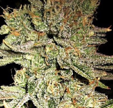 Weed price Prague. 
                    Sour Flame Marijuana Strain