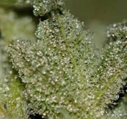 Weed price Prague. 
                    Blue Lotus Marijuana Strain