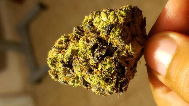 Weed price Prague. 
                    Cowboy Kush Marijuana Strain