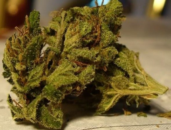 Weed price Prague. 
                    Afghan Gooey Marijuana Strain