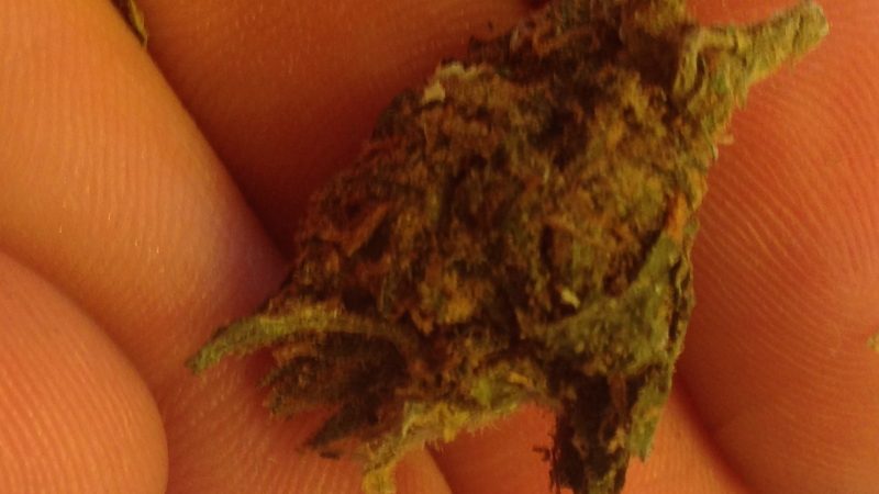 Weed price Prague. 
                    Black Magic Kush Marijuana Strain