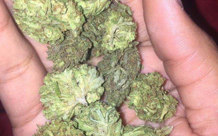 Weed price Prague. 
                    Cosmic Charlie Marijuana Strain