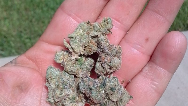 Weed price Prague. 
                    Purple Roze Marijuana Strain