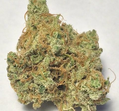 Weed price Prague. 
                    Blueberry Pancakes Marijuana Strain