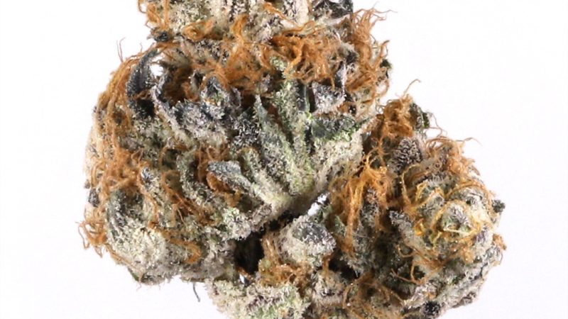 Weed price Prague. 
                    Bay Lotus Marijuana Strain