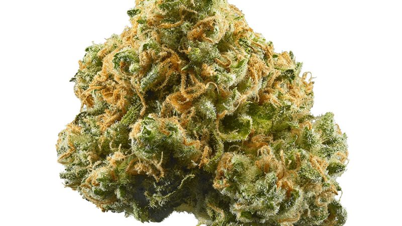 Weed price Prague. 
                    LemonTini Marijuana Strain