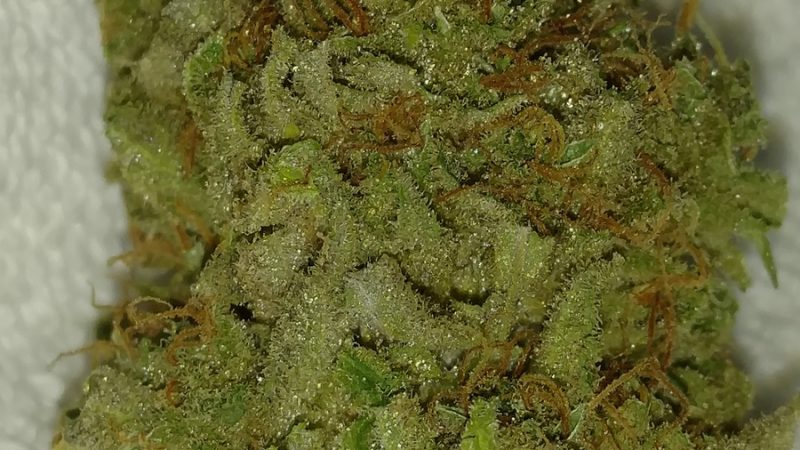 Weed price Prague. 
                    Crater Lake Marijuana Strain