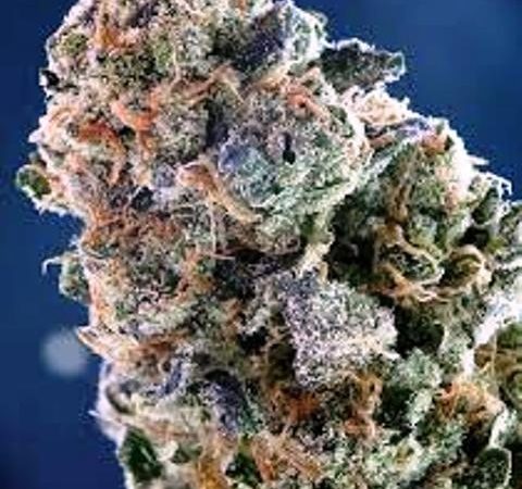 Weed price Prague. 
                    grape inferno Marijuana Strain