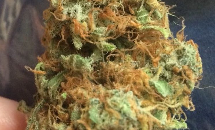 Weed price Prague. 
                    Pacific Pineapple Marijuana Strain