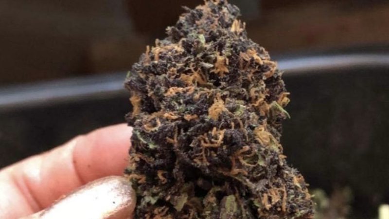 Weed price Prague. 
                    Dark Matter Marijuana Strain