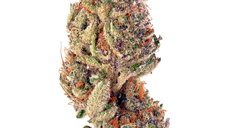 Weed price Prague. 
                    Blueberry Cupcake Marijuana Strain
