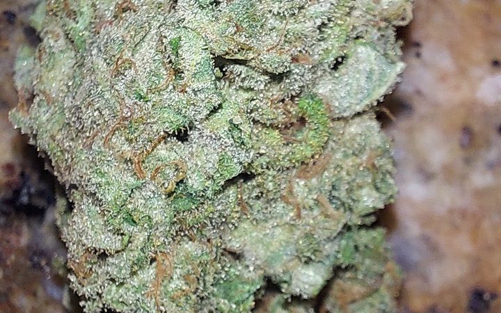 Weed price Prague. 
                    Firehouse Marijuana Strain