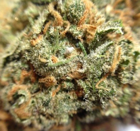 Weed price Prague. 
                    Disco Lemonade Marijuana Strain