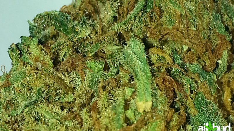 Weed price Prague. 
                    Tigers Milk Marijuana Strain