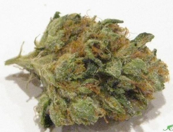 Weed price Prague. 
                    Og Presidential Kush Marijuana Strain