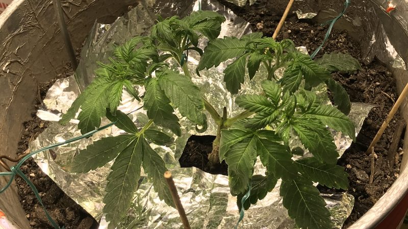 Weed price Prague. 
                    White Cheese Marijuana Strain