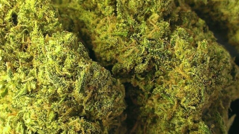 Weed price Prague. 
                    Blue Diesel Marijuana Strain