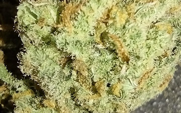 Weed price Prague. 
                    Seatown Lemon Haze Marijuana Strain